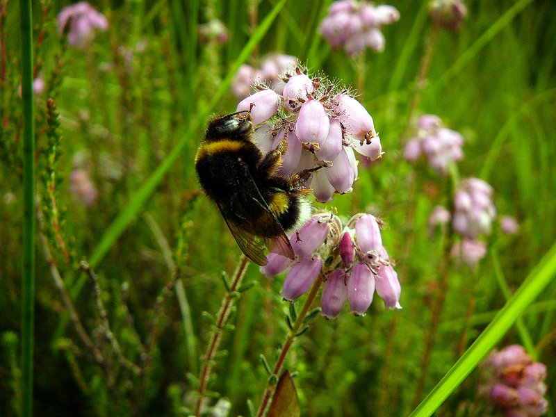 Bourdon sur Bruyère à quatre angles
